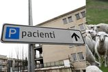 Laboratorne testy potvrdili Q horucky v Raztocne