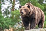 Medved v Liptovskom Jane zranil muza Utok sa stal v oblubenej lokalite