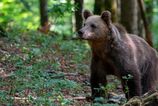 V Kremnici hlasia medveda s mladatami mesto varuje