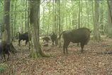 Vlky zautocili na mladya zubra v Polsku Vedci maju dramaticky lov natoceny na videu