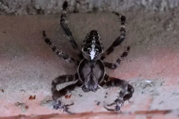 Konečne sa zbavte pavúkov pomocou týchto trikov