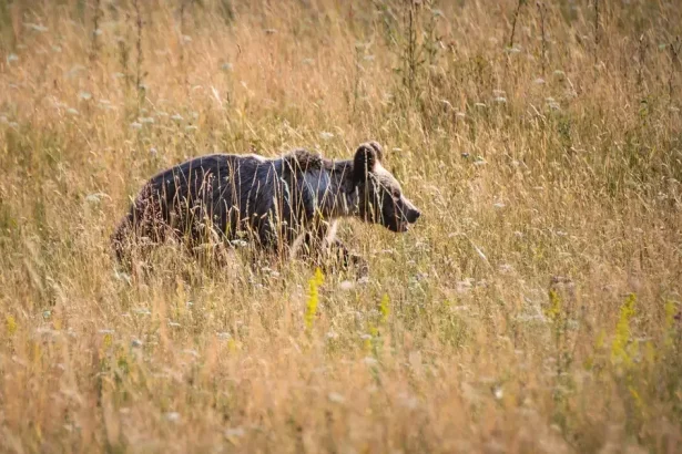 Medveď zaútočil v Turci, muž je v nemocnici s vážnymi zraneniami