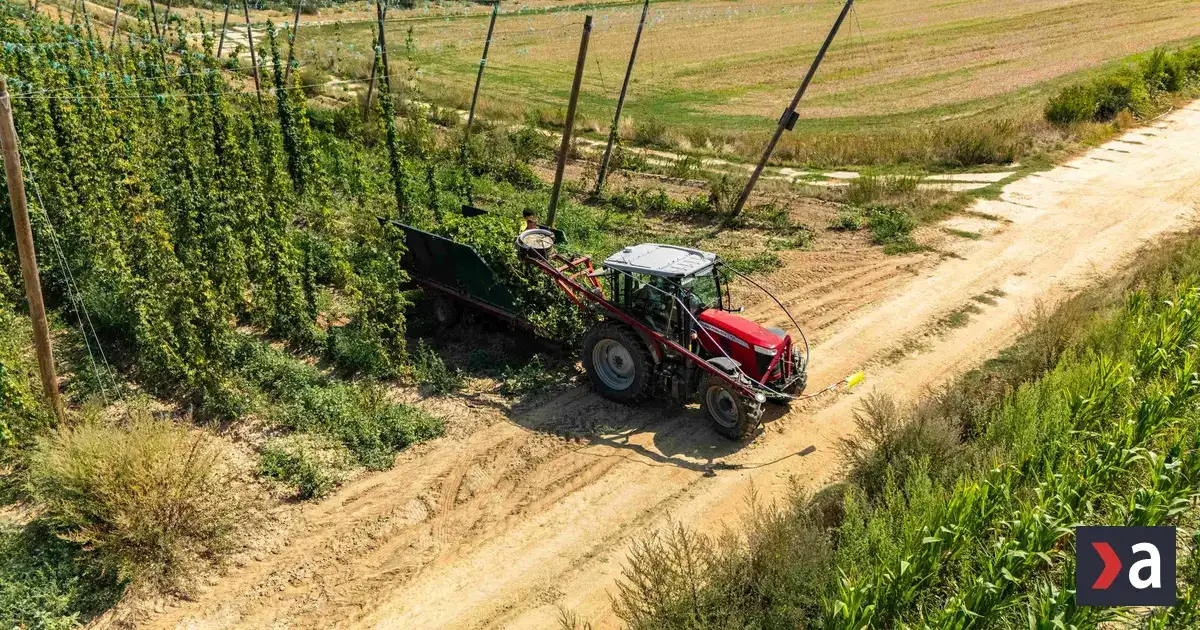 Poslednému slovenskému chmeliarovi pomohli s tohoročnou úrodou dáta z projektu PRE CHMEĽ