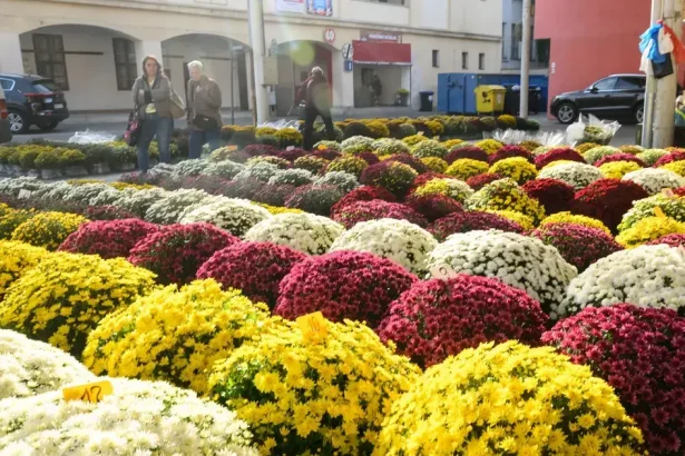 Chryzantémový čaj podporí imunitu a spomalí starnutie