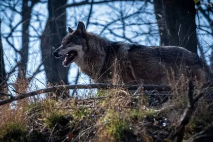 Dravé zviera vážne zranilo osemročné dievča pri Berlíne, polícia zisťuje, čo zaútočilo