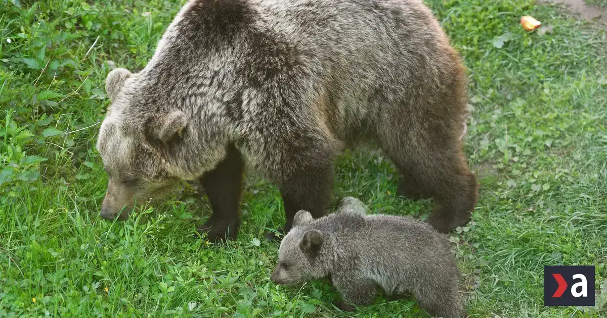 Pri Liptovskom Mikuláši spozorovali medveďa, zásahový tím monitoruje lokalitu