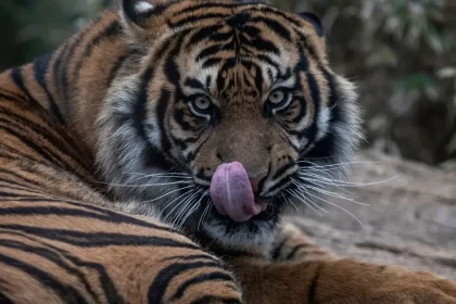 Známa britská zoo zatvorená po útoku tigra